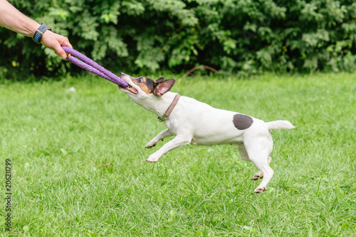 Fototapeta Naklejka Na Ścianę i Meble -  Man playing tug-of-war game with Jack Russell Terrier dog and puller toy