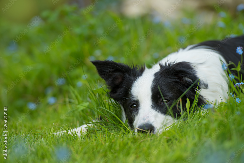 Junger Border Collie liegt müde im Gras