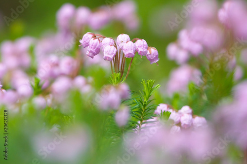 blue mountainheath photo