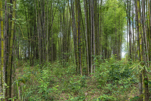bamboo trees in a forest in thailand