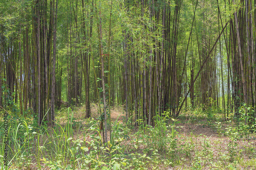 bamboo trees in a forest in thailand