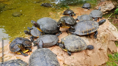 groupe de tortues d'eau dans leur enclos vu à l'aquarium