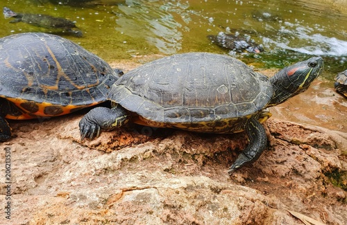 turtle alone in his enclosure seen during a visit to an aquarium