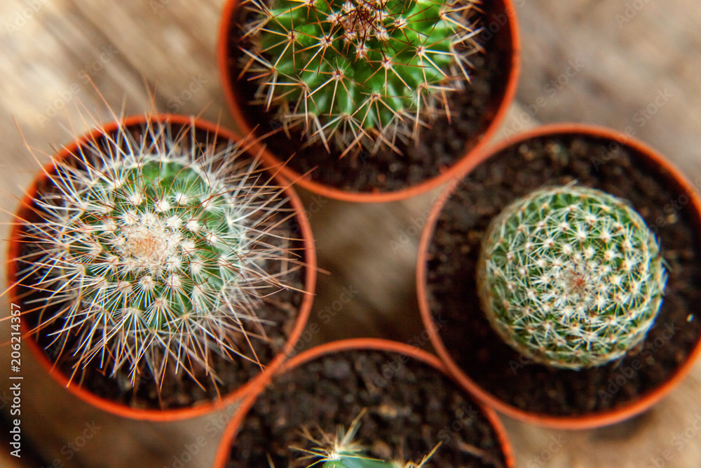 Different cactus on wooden background, ornamental plant on wood flat lay top view. Still Life Natural Three Cactus Plants on Vintage Wood Background Texture Different cactus on wooden background, ornamental plant on wood flat lay top view. Still Life Natural Three Cactus Plants on Vintage Wood Background Texture