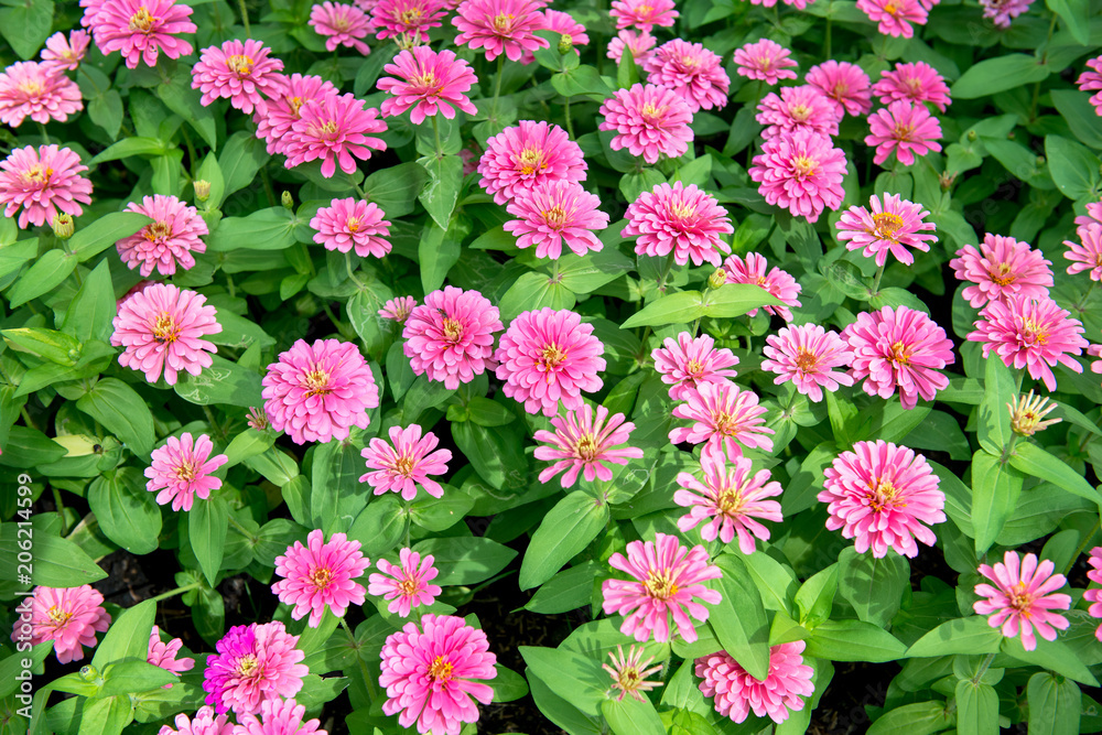 beautiful Pink Flowers background texture