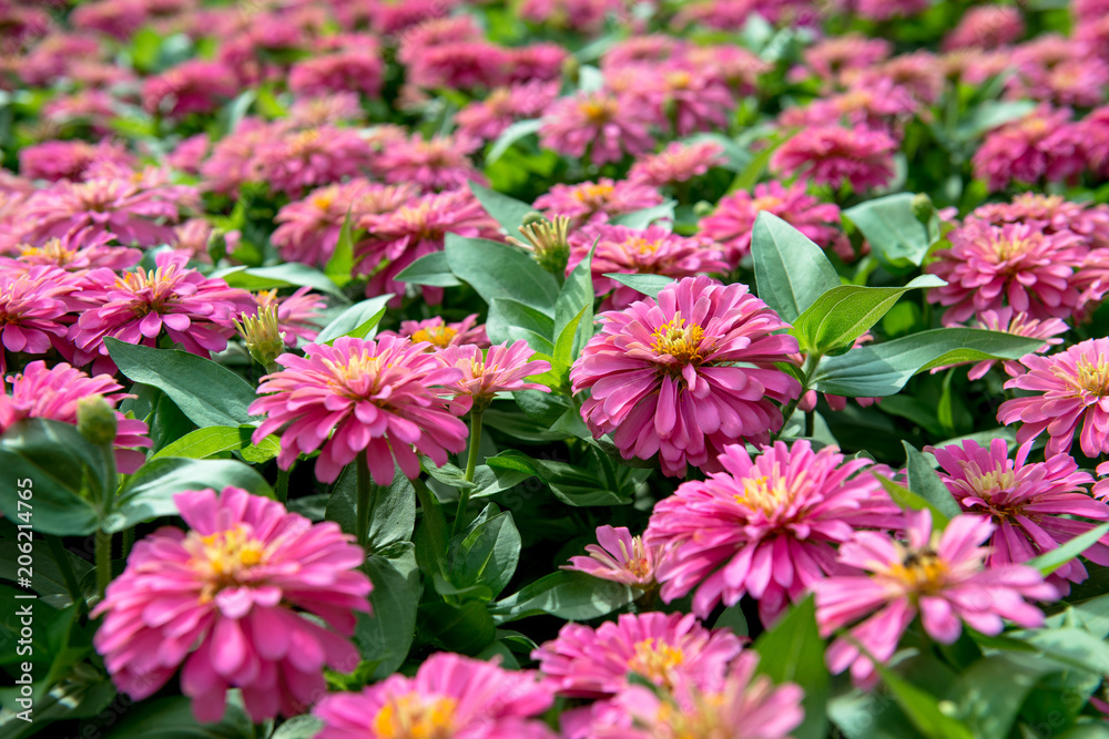 beautiful Pink Flowers background texture beautiful Pink Flowers background texture
