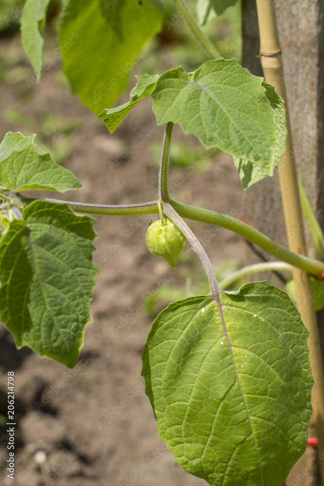 physalis, andenbeere physalis, andenbeere