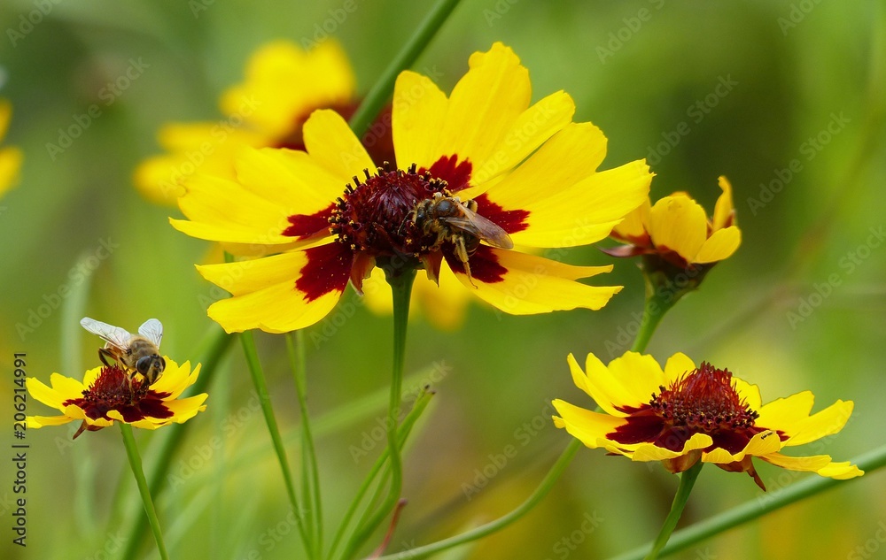 bee on yellow flower bee on yellow flower