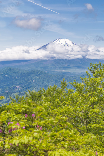 新緑と富士山