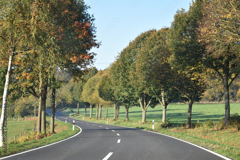 road in park