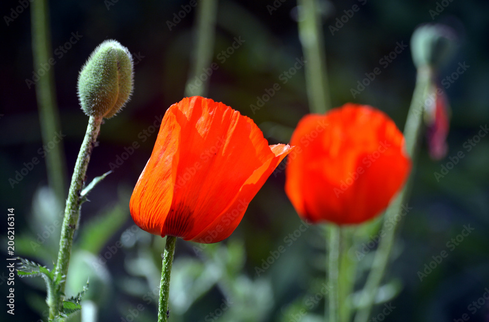 Obraz premium Mohnblüten