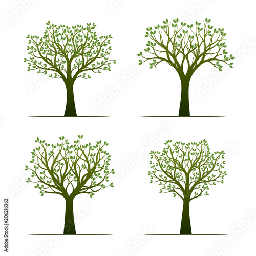 Set of green Trees with Leaves. Vector Illustration.