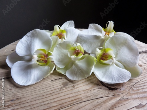 white orchids on wooden background