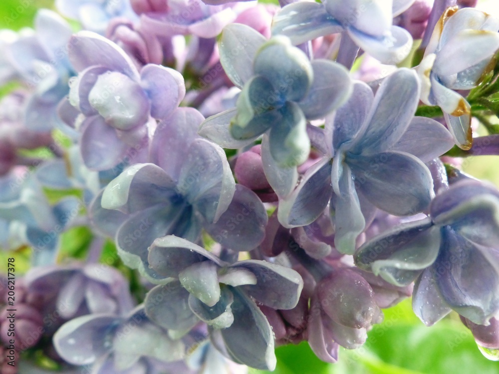 Purple flower just like a painting Purple flower just like a painting