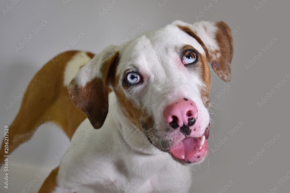 Dotted dog in studio