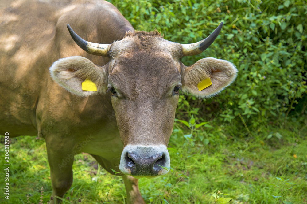 Kuh - Wald - Allgäu - Hörner - Braunvieh