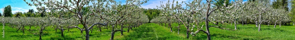 Panoramic view of an apple orchard in bloom Panoramic view of an apple orchard in bloom