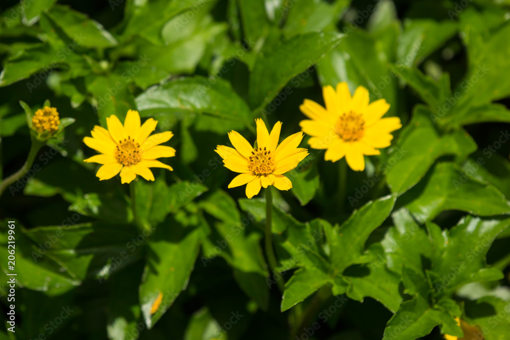 Closeup Small Singapore daisy flower Closeup Small Singapore daisy flower