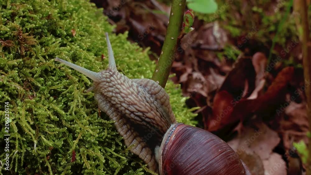4K shot. Life of snails, realtime close up 4K shot. Life of snails, realtime close up