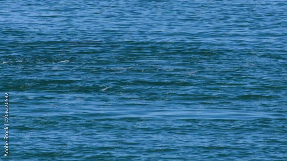 A medium shot of dolphins swimming under the water. Camera tracks the movement of the dolphin A medium shot of dolphins swimming under the water. Camera tracks the movement of the dolphin