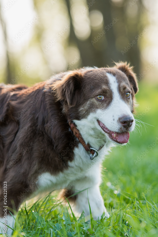 Mixed breed dog in nature background