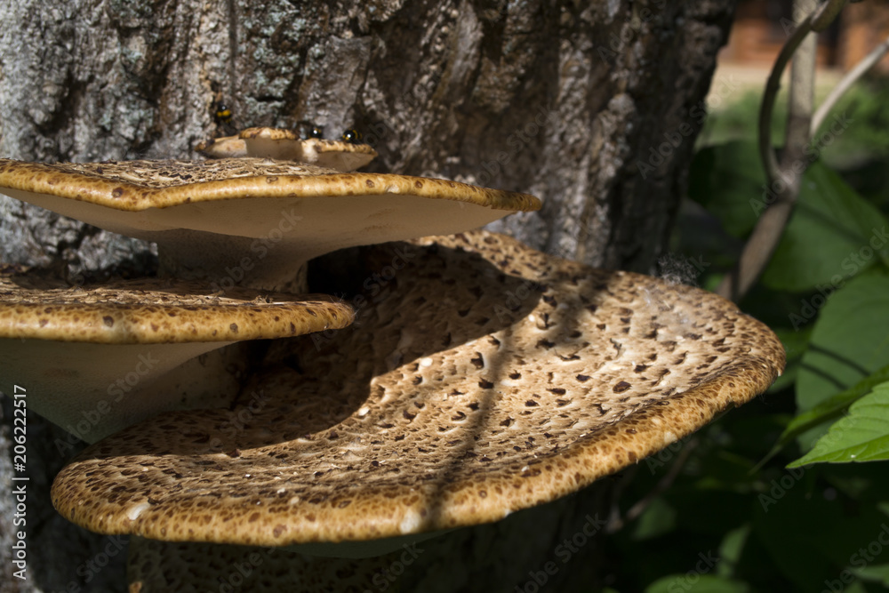The poisonous mushrooms on trunk of tree. The poisonous mushrooms on trunk of tree.