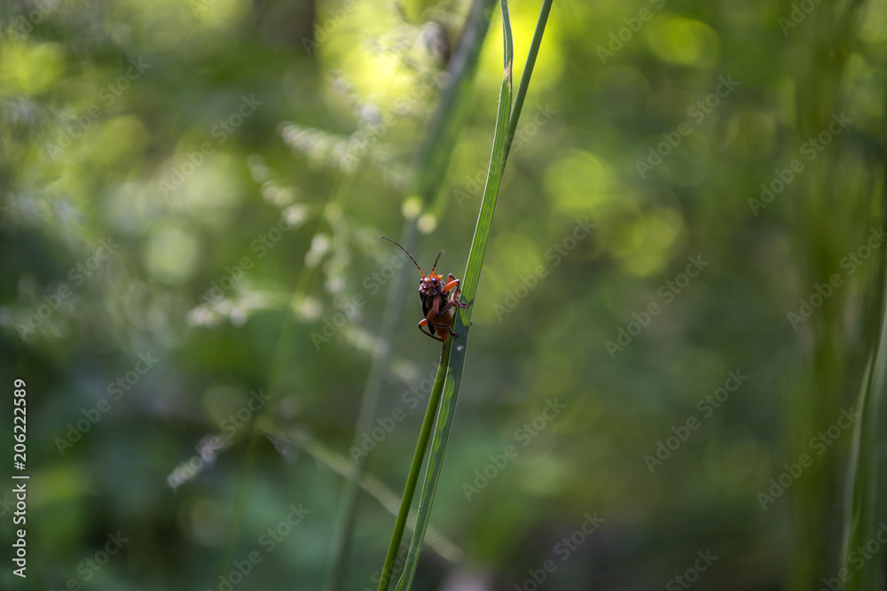 Red insect on a green grass. Macro shot. Red insect on a green grass. Macro shot.