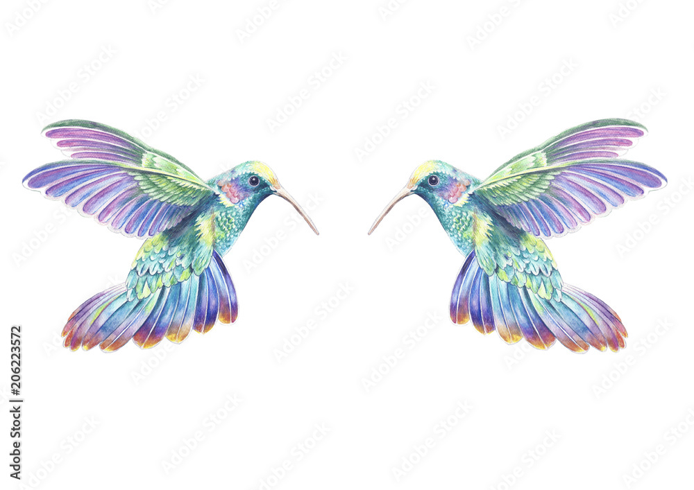 Naklejka Dwa kolibry