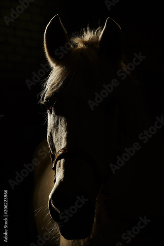 Portrait of horse in contour backlight on black background.