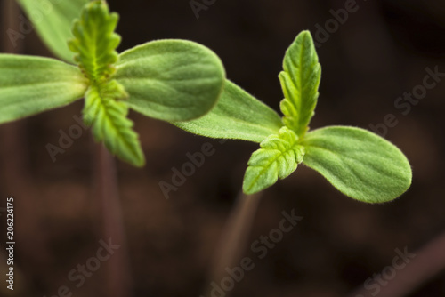 Sprout of hemp cannabis marihuana