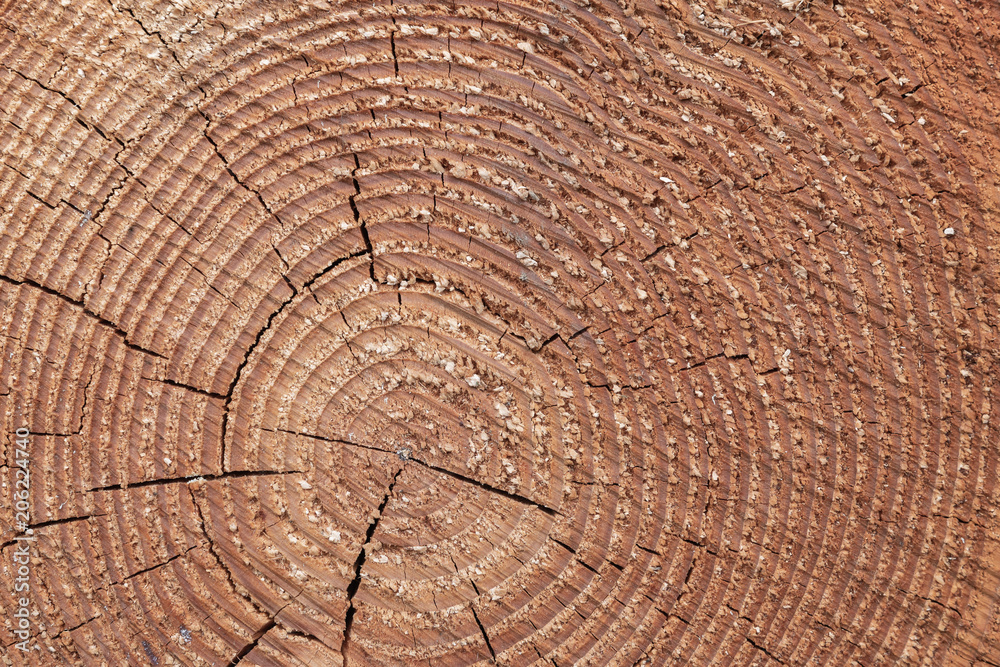 Fototapeta premium Holz Hintergrund - Baumstamm Querschnitt mit Jahresringe
