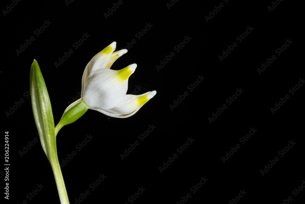 Obraz premium St. Agnes' flower, a small and beautiful spring plant isolated on black background