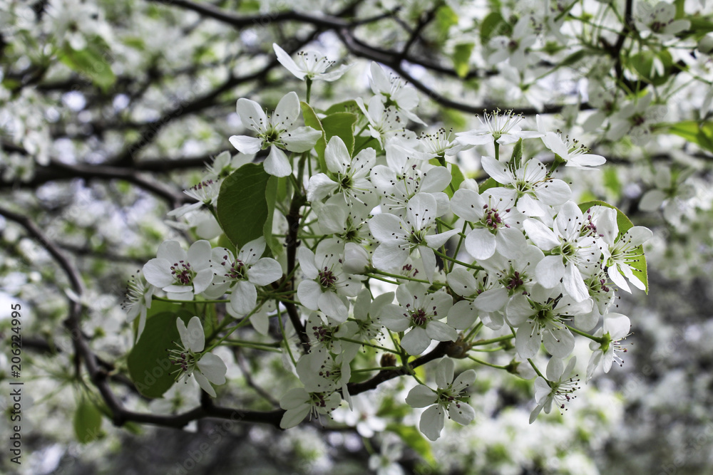 Obraz premium White flowering pear tree. Early spring. Close up of flowers