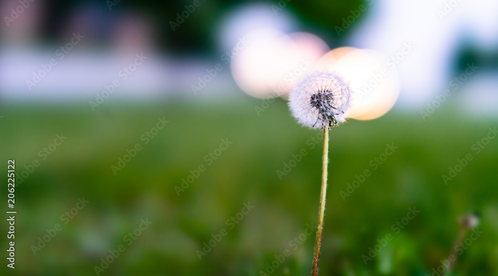 Fototapeta premium dandelion