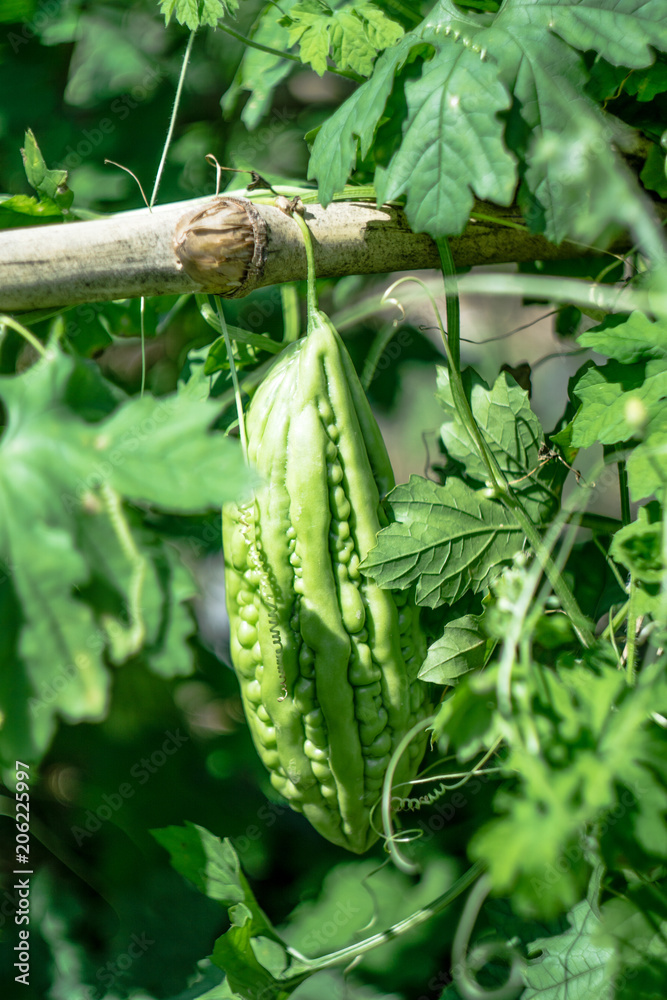 Momordica Charantia Also Called Bitter Gourd Or Bitter Melon Grows On The Plant Branch Stock Photo Adobe Stock