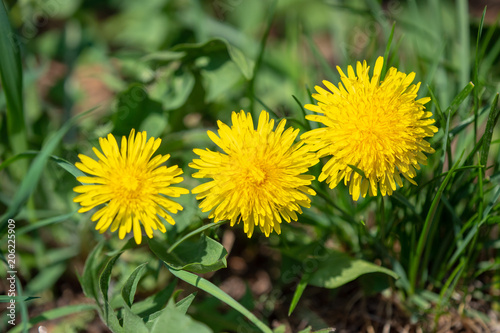 Fototapeta Naklejka Na Ścianę i Meble -  Three heads of yellow dandelions