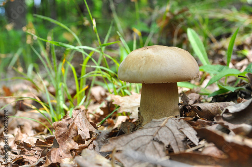 Fresh porcini mushrooms in forest. Brown boletus mushroom, greater edible mushroom