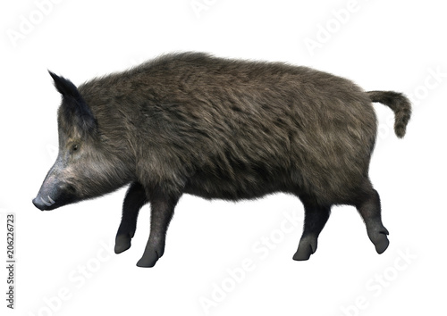 3D Rendering Wild Boar on White