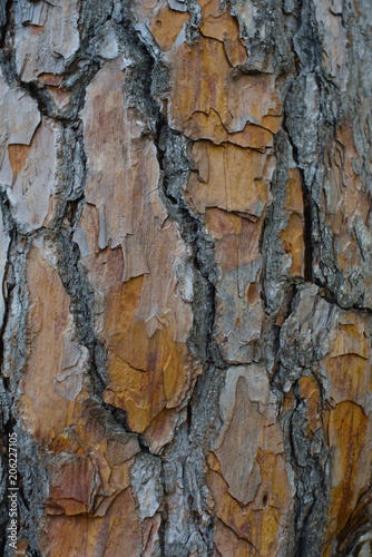 Fototapeta Naklejka Na Ścianę i Meble -  texture of the tree bark. pine