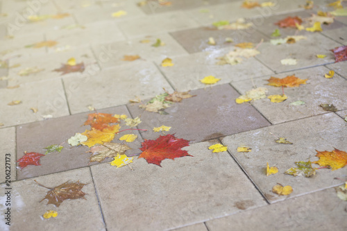 мокрые осенние листья на  дорожке в парке