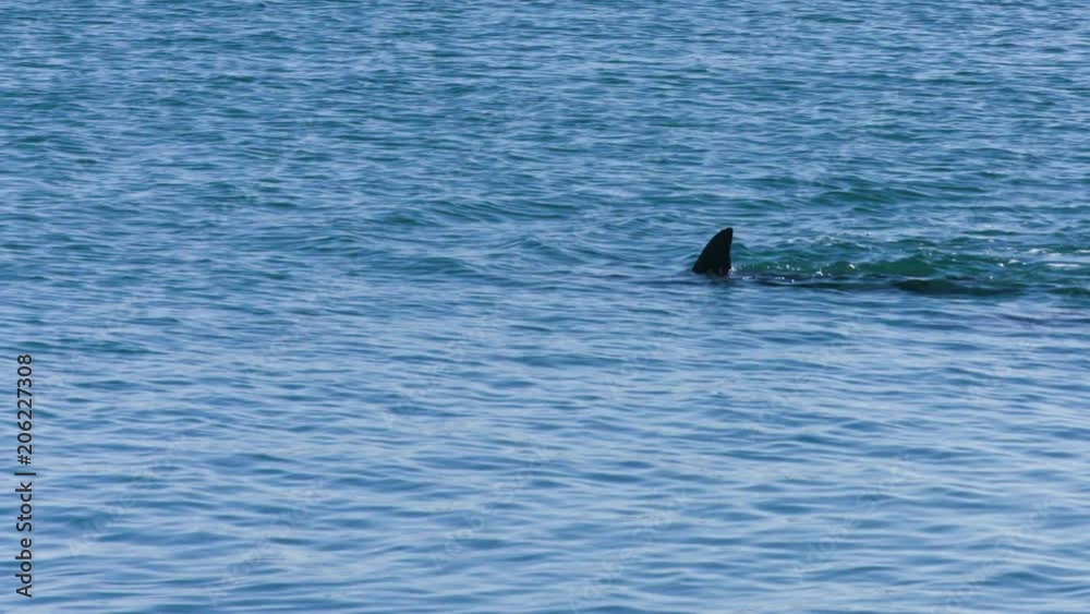 A medium shot of a dolphins swimming under the water. Camera tracks the movement of the dolphin A medium shot of a dolphins swimming under the water. Camera tracks the movement of the dolphin
