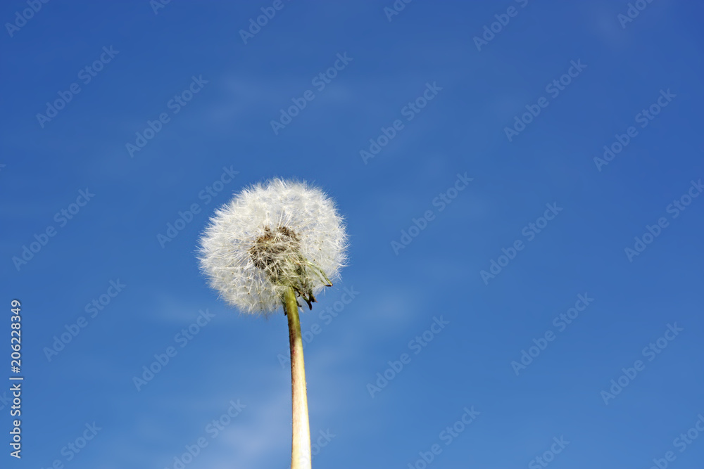 Schöne Pusteblume Schöne Pusteblume
