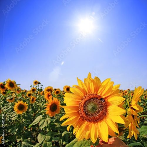 Fototapeta Naklejka Na Ścianę i Meble -  Wunderschöne Sonnenblume mit einer Biene
