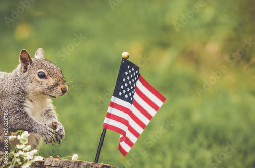 Gray Squirrel poses near USA flag for Memorial Day, Veteran's Day, 4th of July, Labor Day photo