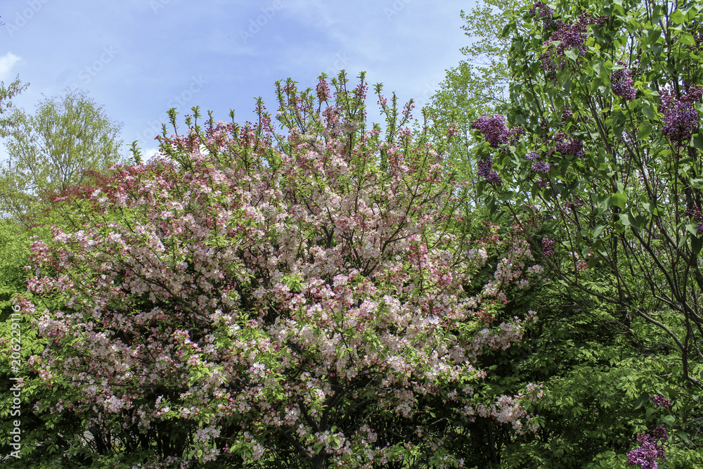 Pink crabapple tree and purple lilac blooming in the spring. Blue sky and bright sunshine