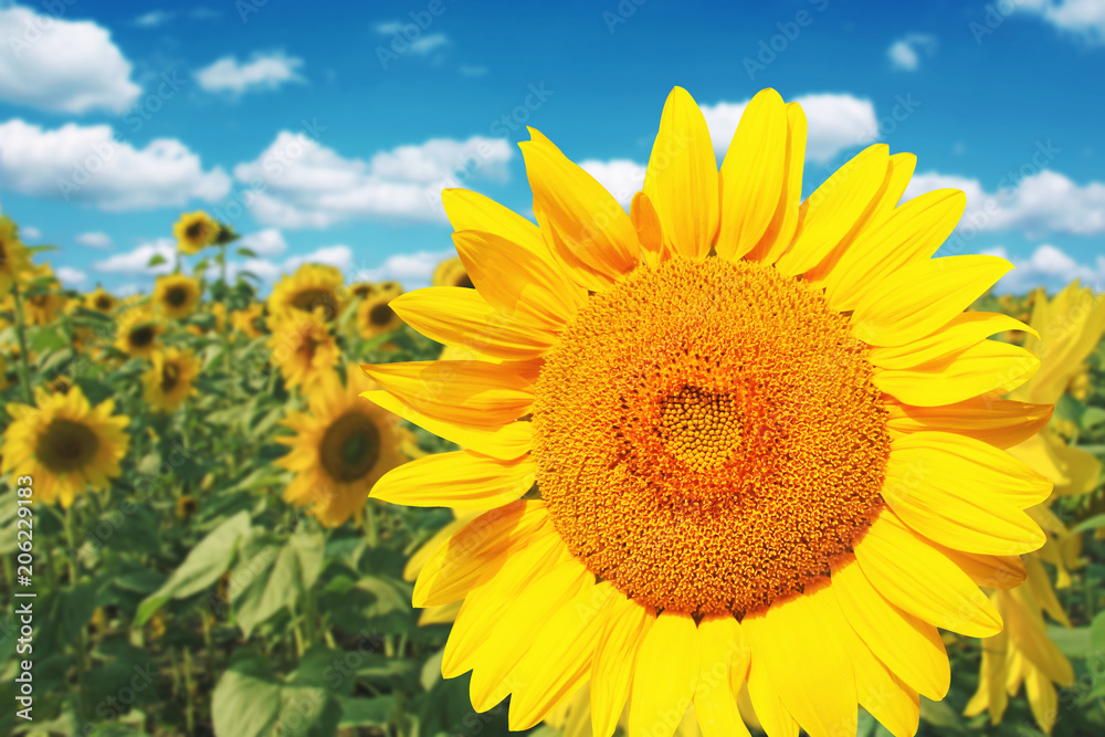 Wunderschöne Sonnenblumen Wunderschöne Sonnenblumen