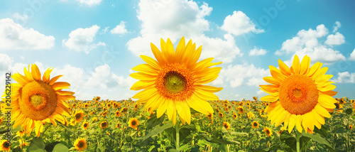 Fototapeta Naklejka Na Ścianę i Meble -  Wunderschöne Sonnenblumen