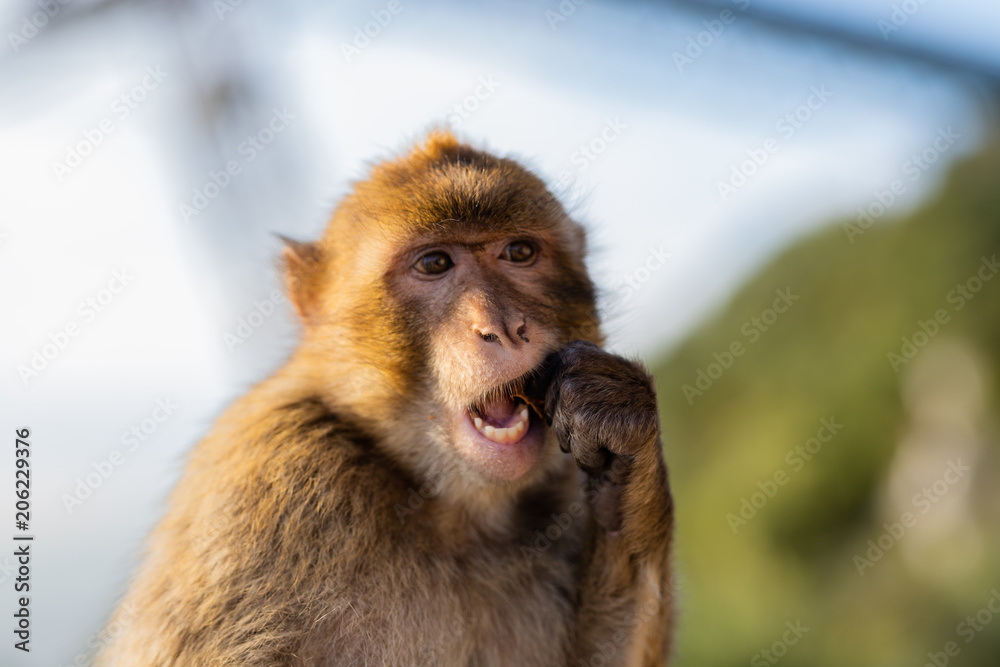 Obraz premium Portrait of a macaque at sunset. 