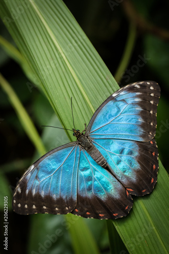 Morpho peleides, butterfly on leaf, blue and green, insect tropical