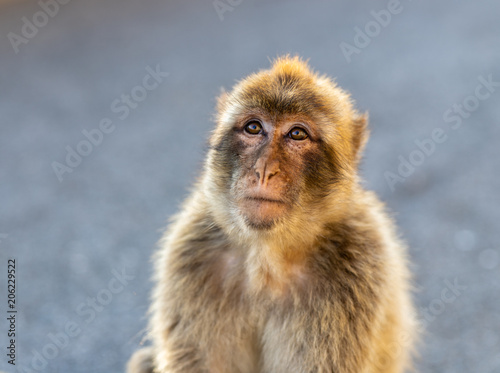 Portrait of a macaque at sunset.  © Tim